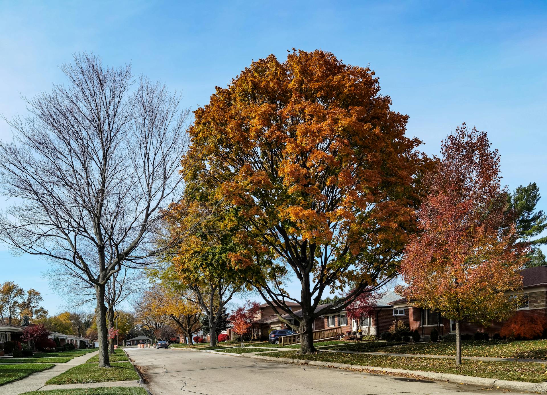 Tree-lined residential street in established Edmonton neighbourhood with family homes