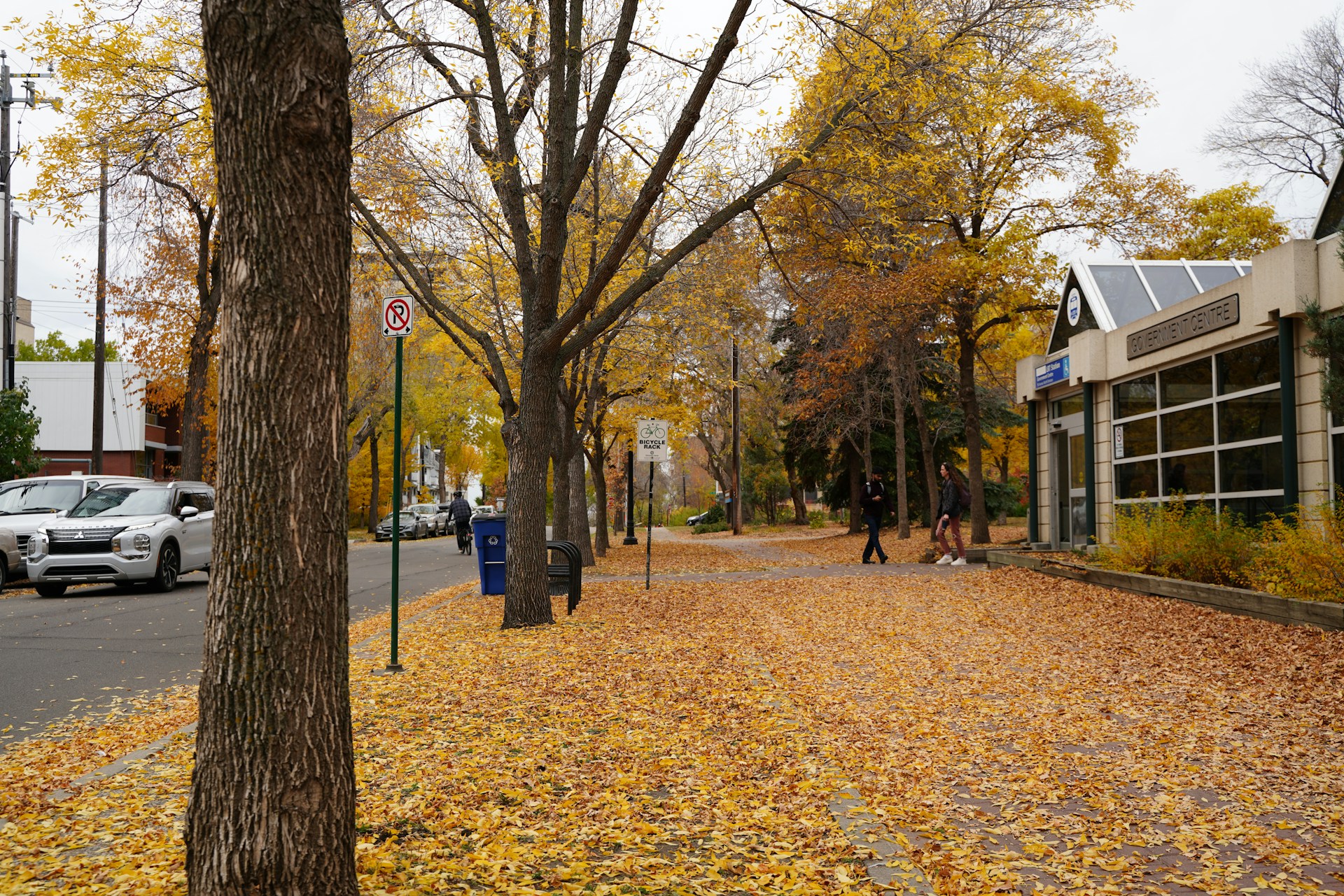 Mature tree-lined Edmonton residential street under a full autumn canopy, with golden leaves blanketing the road, representative of the established streetscapes found in inner-city neighbourhoods.