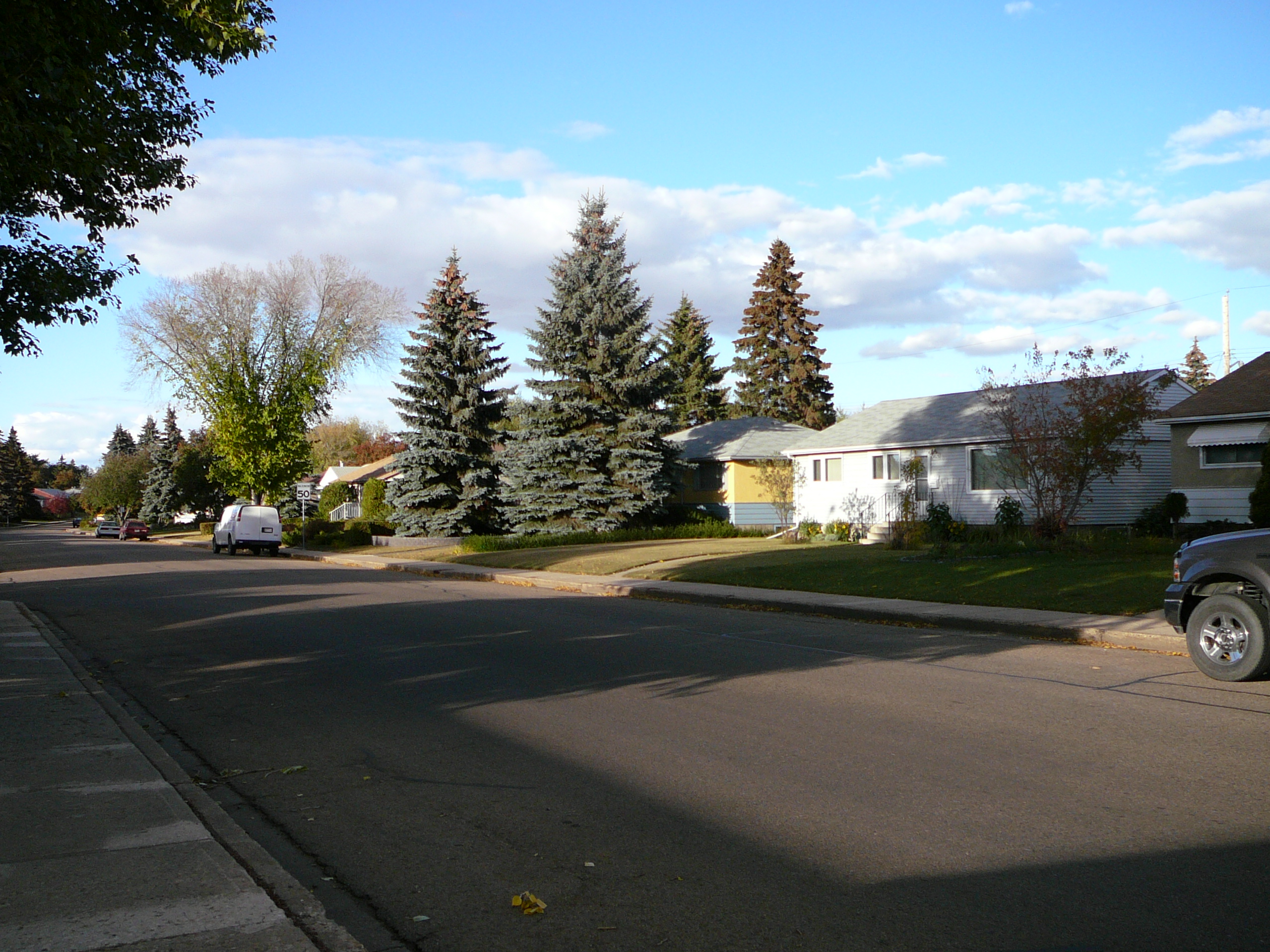 Neighbourhood street lined with single-family homes and mature spruce trees in autumn